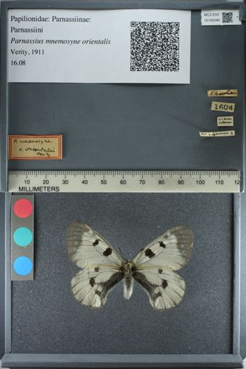 Media type: image;   Entomology 180086
